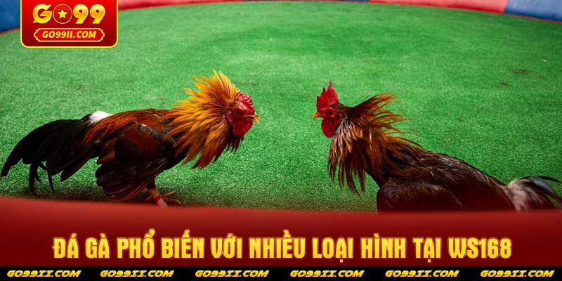 Đá gà phổ biến với nhiều loại hình tại Ws168