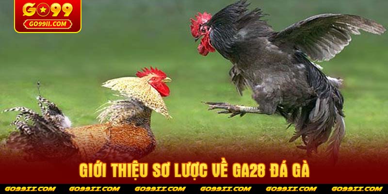 Giới thiệu sơ lược về GA28 đá gà