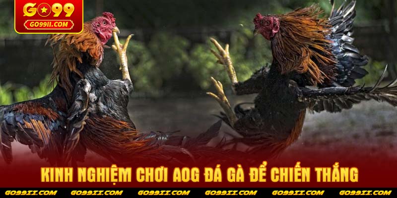 Kinh nghiệm chơi AOG Đá Gà để chiến thắng