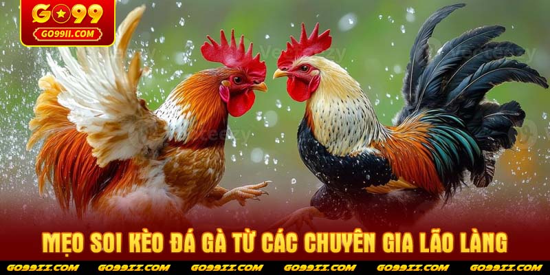 Mẹo soi kèo Đá Gà từ các chuyên gia lão làng