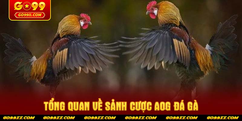 Tổng quan về sảnh cược AOG Đá Gà